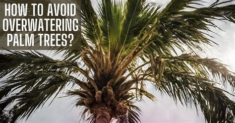 Signs of Overwatering: Palm Tree Care