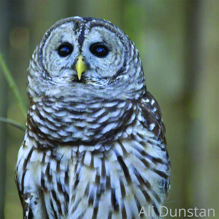 A Guide to 5 North Florida Owls