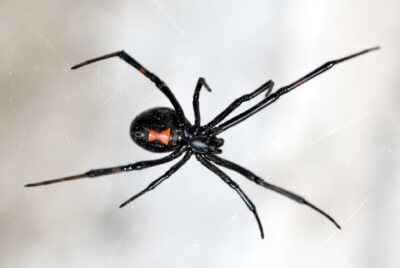 Unveiling the Mystery of PA Black Spiders