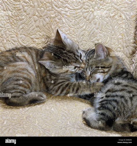 The Tabby Cat's Pale Tale The Tabby Cat's Pale Tale