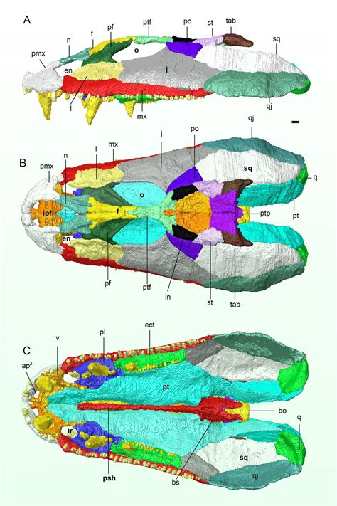 Paleontologists Reconstruct Skull Of Enigmatic Early Tetrapod Sci News Paleontologists Reconstruct Skull Of Enigmatic Early Tetrapod Sci News