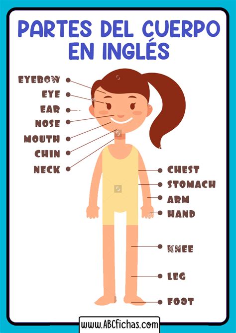 Partes del cuerpo que comienzan con W