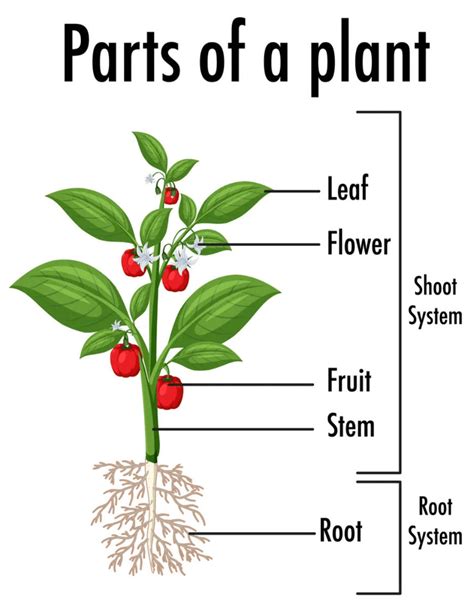 The Parts of Plants Unveiled