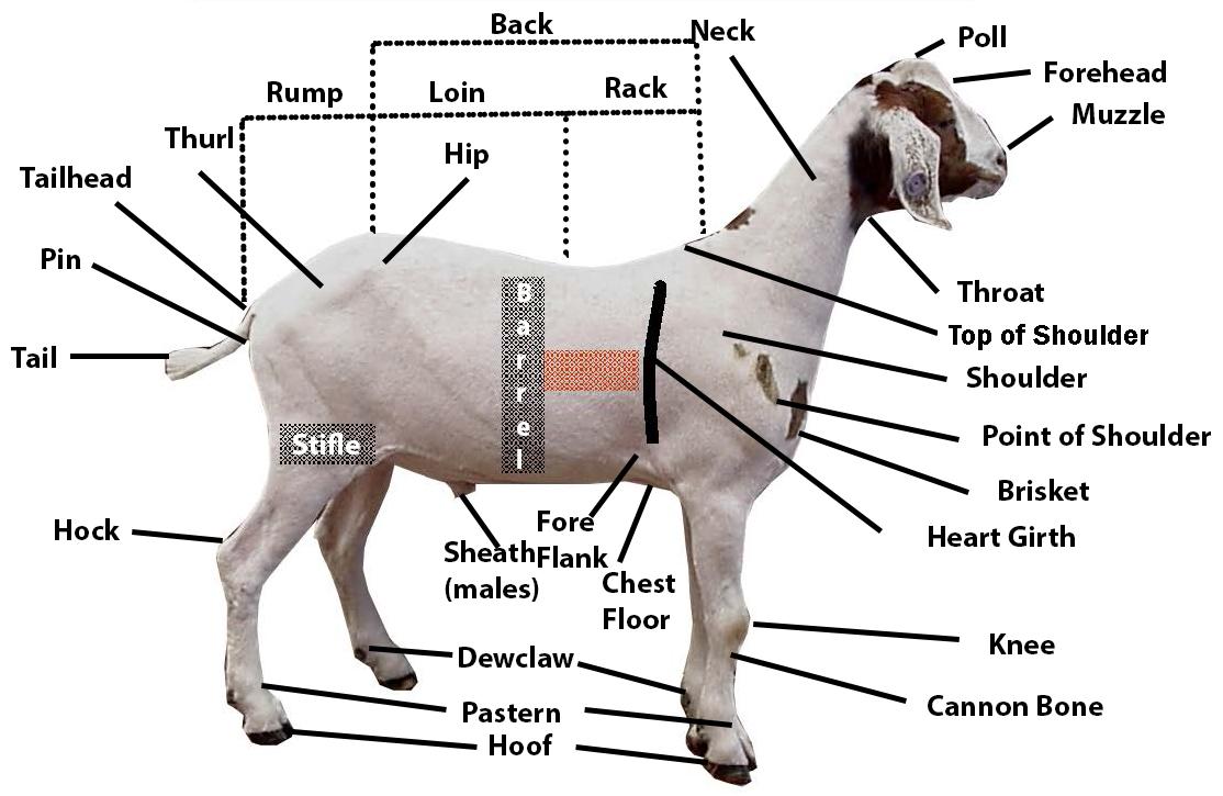 10 Surprising Goat Body Parts