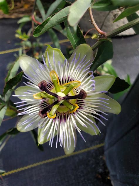 Passiflora Caerulea Bahama Blue Snowdrop Farm Passiflora Caerulea Bahama Blue Snowdrop Farm