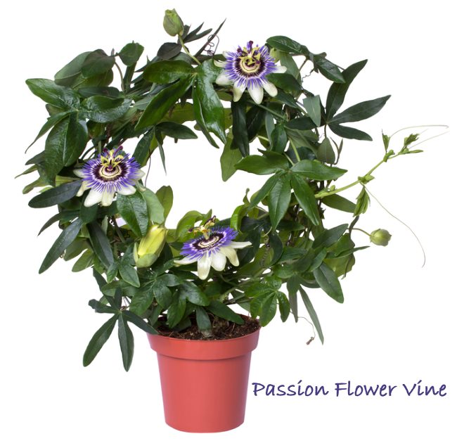 Passion Flower Care Watering Pruning More Plantura Passion Flower Care Watering Pruning More Plantura