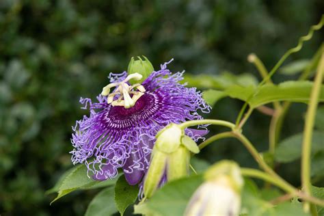 Easy Tips for Passion Flower Care Easy Tips for Passion Flower Care