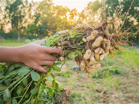 The Perfect Guide to Growing Peanuts