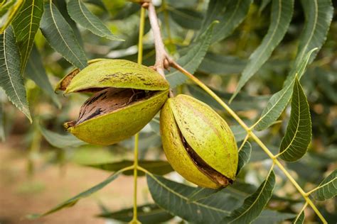 Pecan Nut Tree