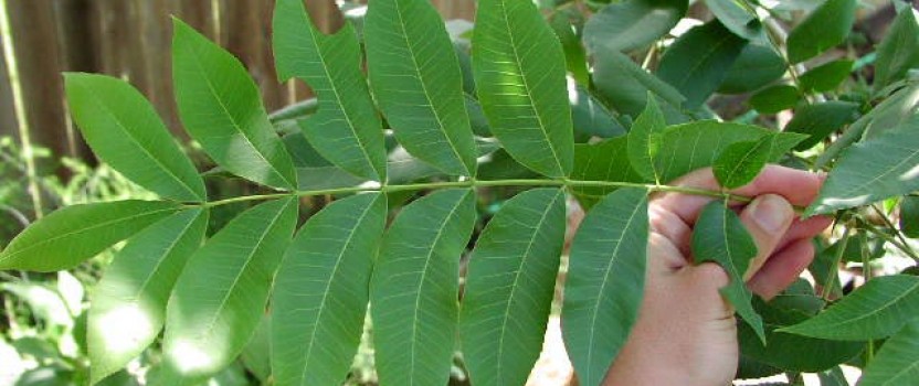Pecan Tree Leaves Identification Pecan Tree Leaves Identification