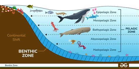 Meet The Deep Sea Dwellers Meet The Deep Sea Dwellers
