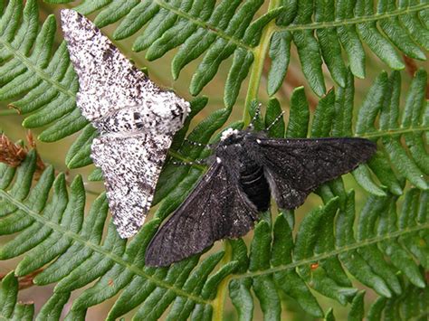 Peppered Moth Butterfly Conservation Peppered Moth Butterfly Conservation