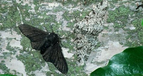 Peppered Moths Fact 16522 Factrepublic Com Peppered Moths Fact 16522 Factrepublic Com