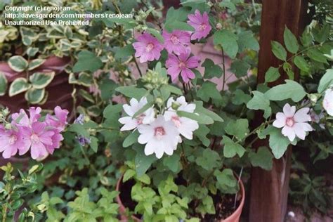 Perennials Lavatera Barnsley Tree Mallow 1 By Renojean Perennials Lavatera Barnsley Tree Mallow 1 By Renojean