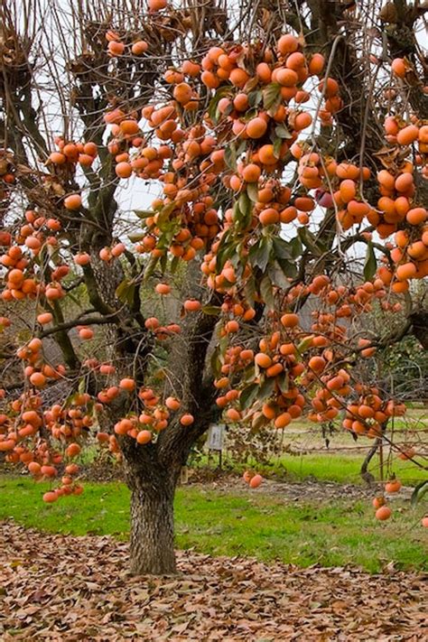 Unveiling the Fuyu Tree's Secret Size