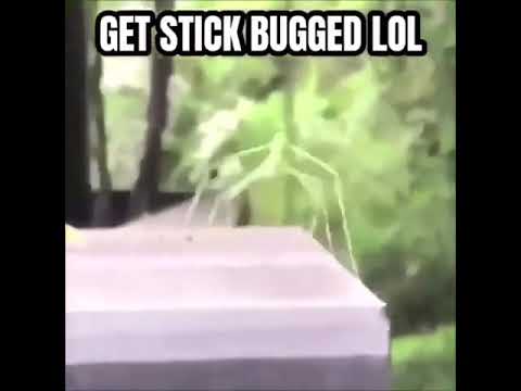 The Stick Insect's Playful Companion