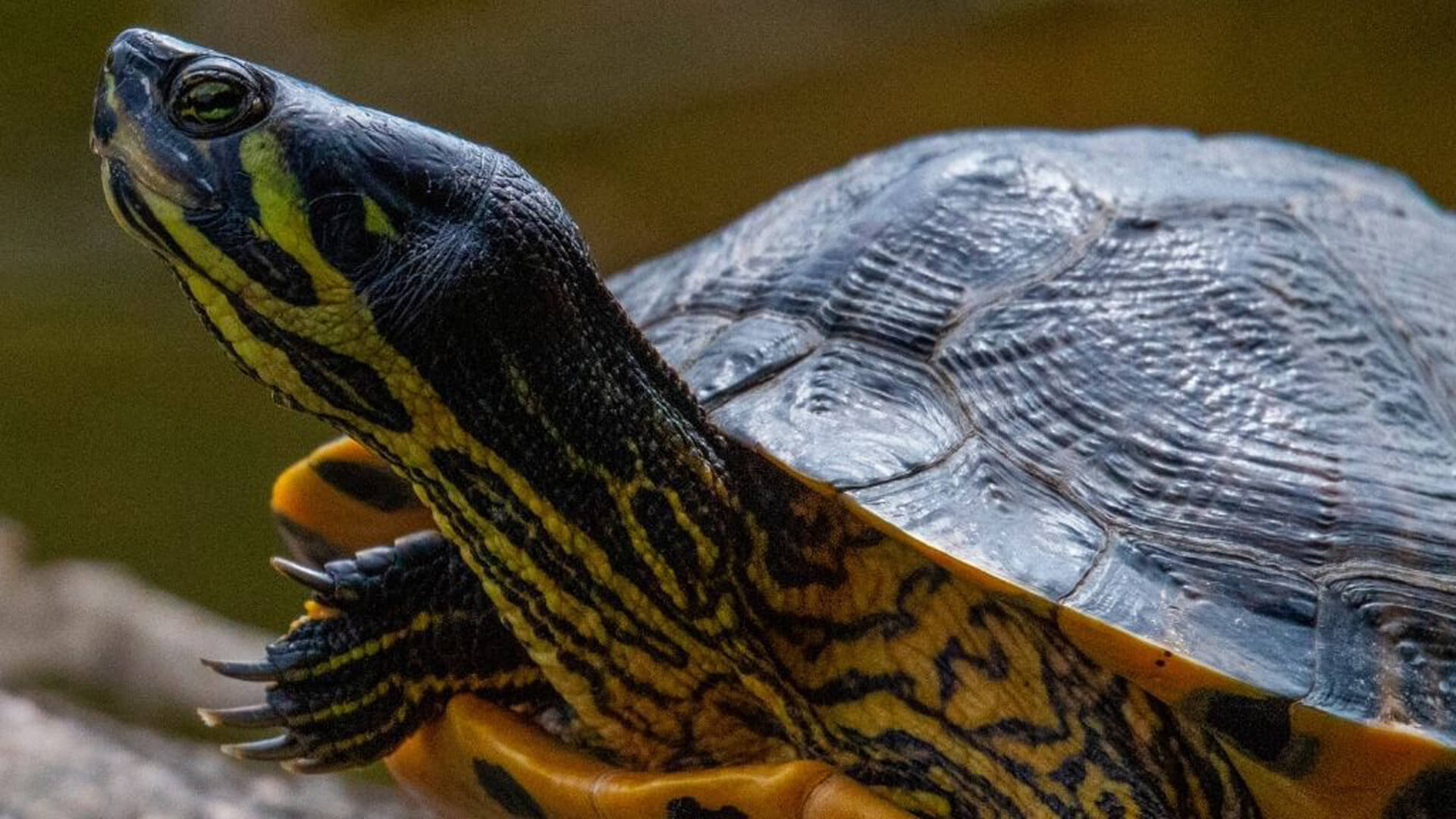 Pet Yellow Bellied Slider Personality Diet Care Lil Pet Pet Yellow Bellied Slider Personality Diet Care Lil Pet