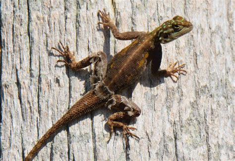 7 Tips to Care for Peter's Rock Agama
