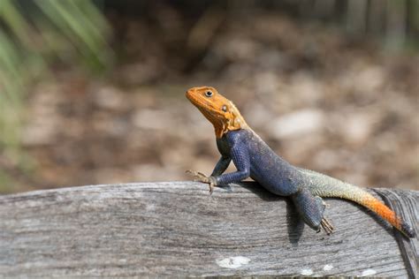 Peters S Rock Agama South Florida Wildlife Inaturalist Peters S Rock Agama South Florida Wildlife Inaturalist