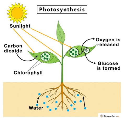 Photosynthesis Definition Steps And Formula With Diagram Photosynthesis Definition Steps And Formula With Diagram