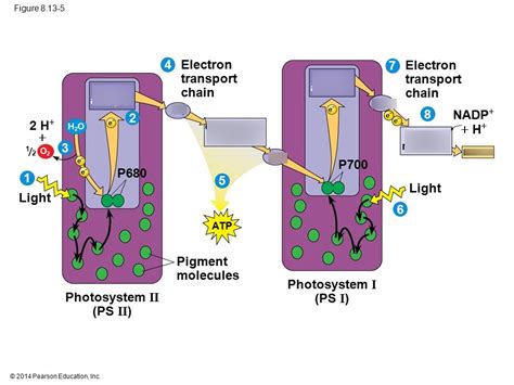 Unraveling Photosystem 1 and 2's Secrets