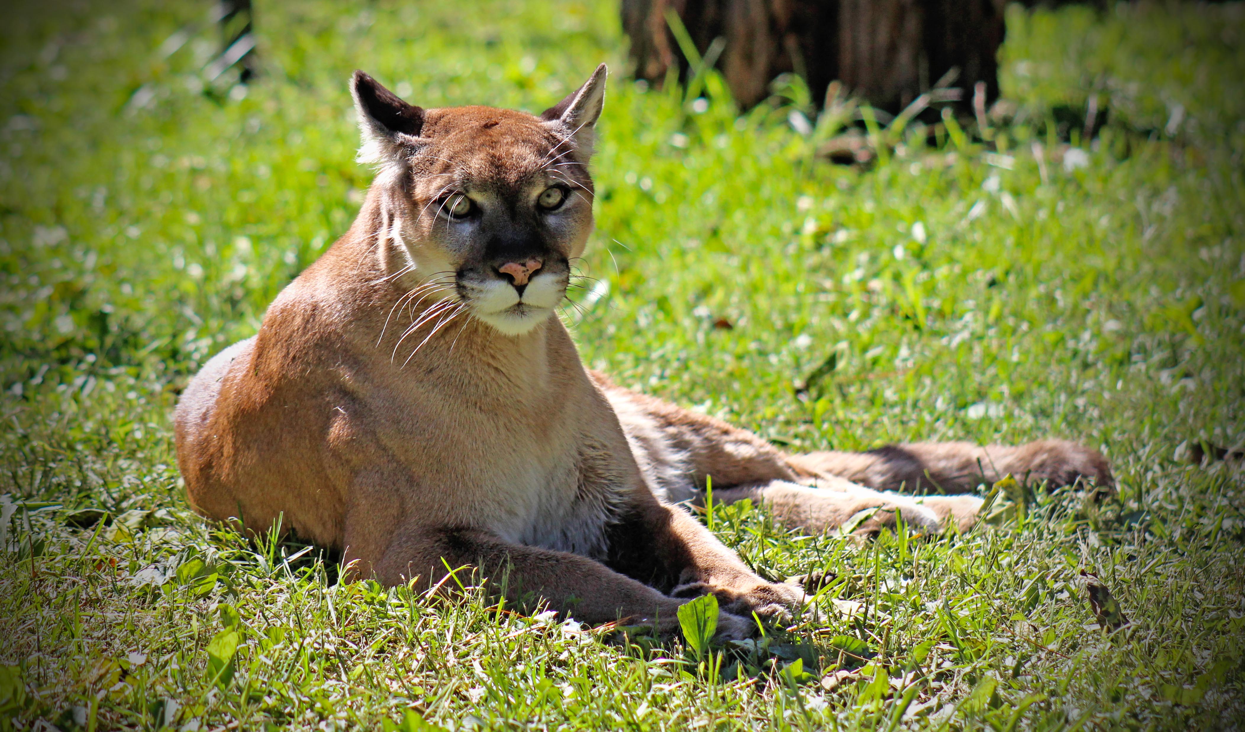 Unveiling the Mountain Lion's Majestic Portrait