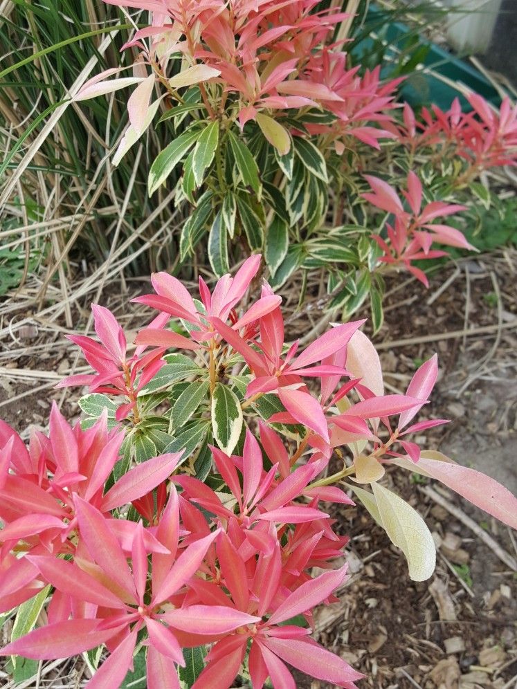 Unveiling the Charm of Pieris Japonica Variegated