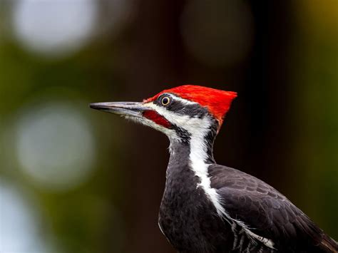 What Pileated Woodpeckers Eat