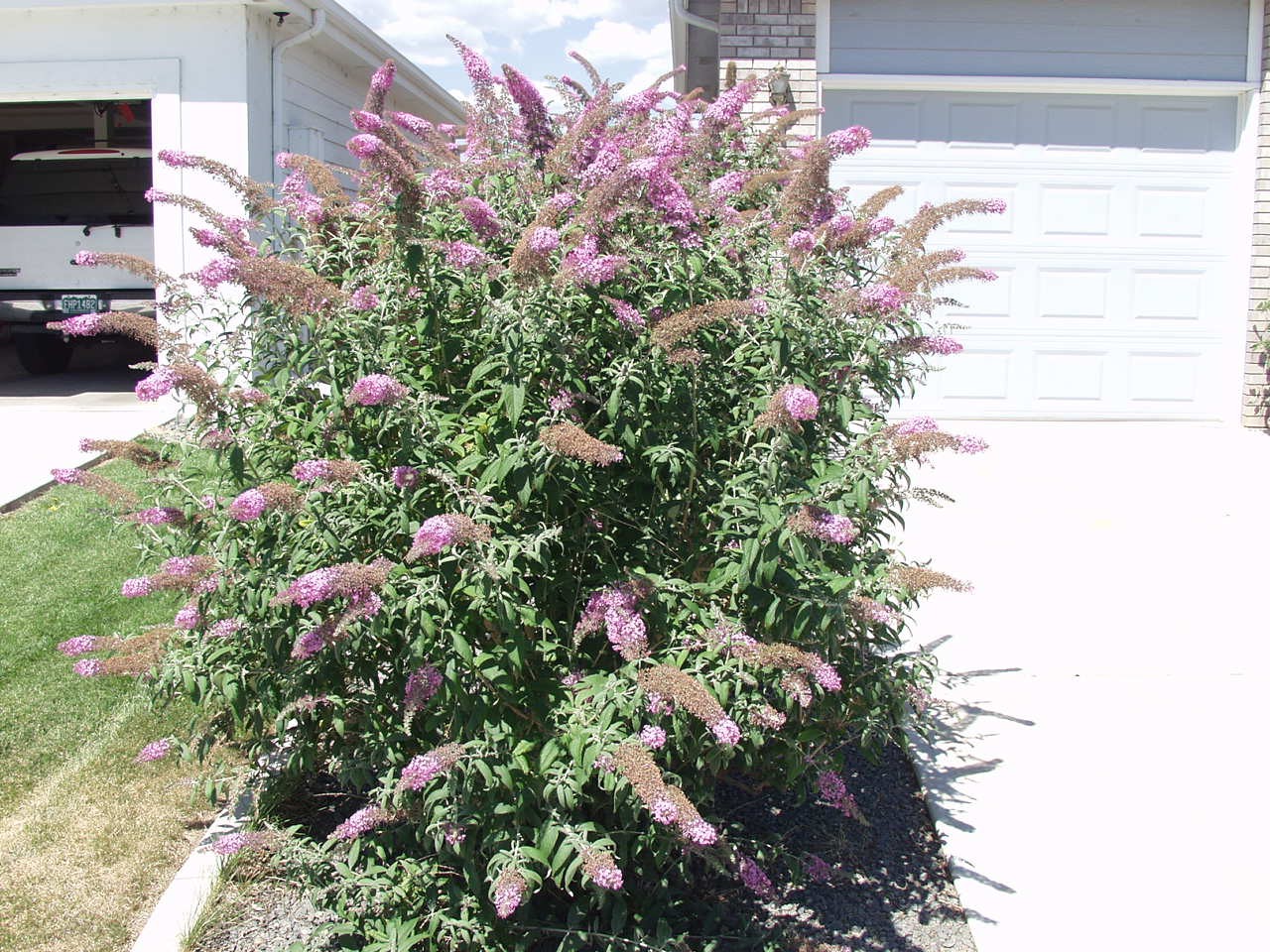 3 Ways to Grow the Pink Delight Butterfly Bush