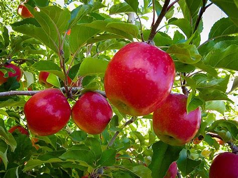 Pink Lady Apple Apple Trees Plant Me Green