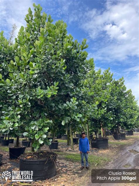 Pitch Apple Clusia Rosea Tree For Sale In South Florida Treeworld Wholesale