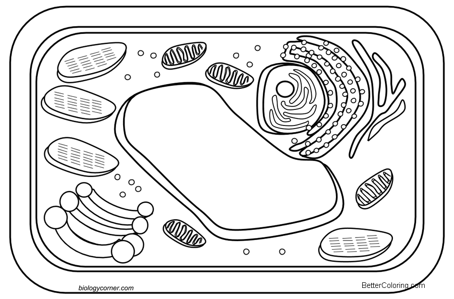 Unleash Your Creativity with Plant Cell Coloring