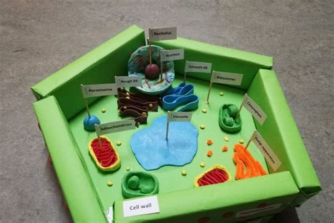 Unveiling Plant Cell Secrets: A Visual Guide Unveiling Plant Cell Secrets: A Visual Guide