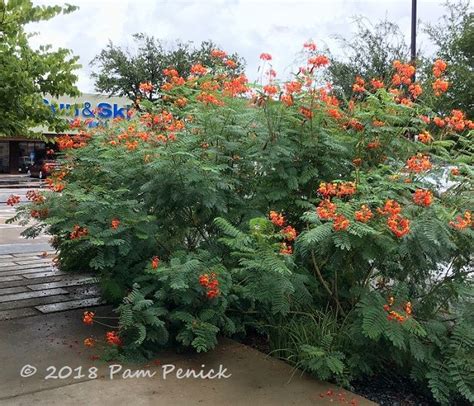 Plant This Pride Of Barbados Caesalpinia Pulcherrima Digging