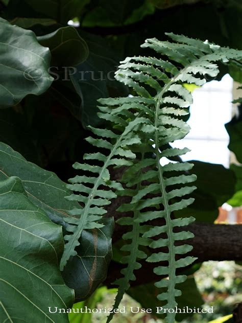 Plantfiles Pictures Lecanopteris Species Ant Fern Lecanopteris Plantfiles Pictures Lecanopteris Species Ant Fern Lecanopteris