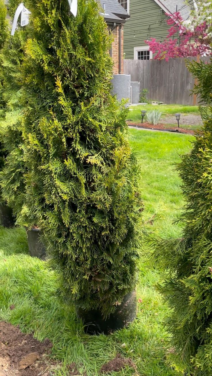 8 Simple Steps to an Arborvitae Hedge 8 Simple Steps to an Arborvitae Hedge
