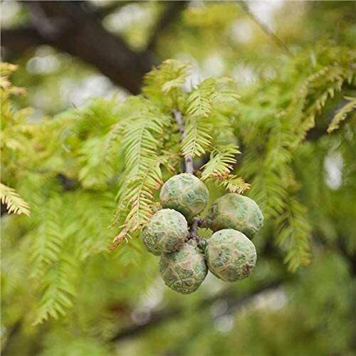 The Ultimate Guide to Bald Cypress Seed Propagation