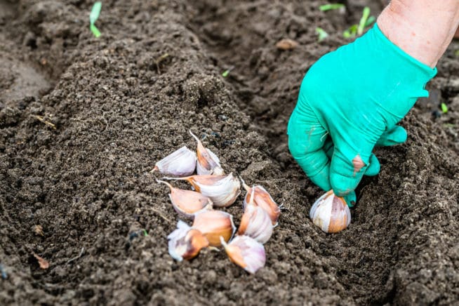 Fall Garlic Planting Guide