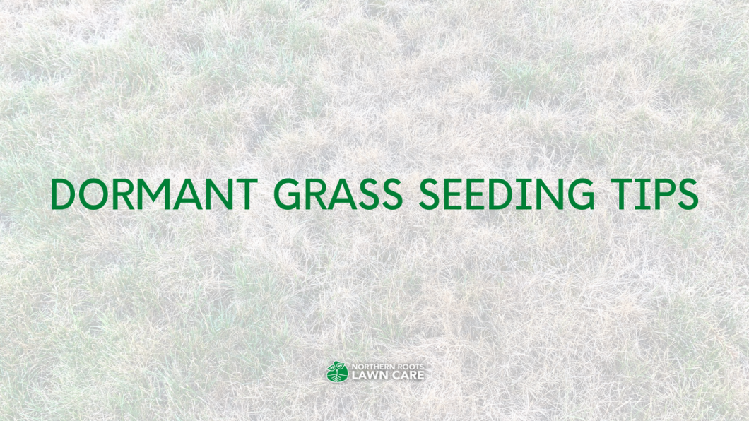 Planting Grass Seed In Winter 5 Tips For Dormant Seeding Pepper S Planting Grass Seed In Winter 5 Tips For Dormant Seeding Pepper S