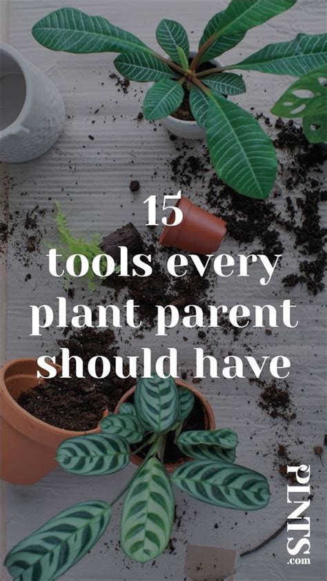 Plants 2 Poodles Plant Care Dog Parenting Homestead Beginner Plants 2 Poodles Plant Care Dog Parenting Homestead Beginner