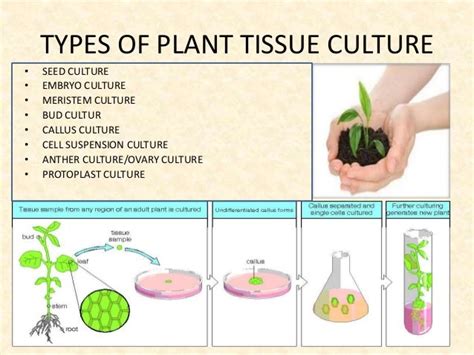 Plants Special Issue Applications Of Plant Tissue Culture New Plants Special Issue Applications Of Plant Tissue Culture New