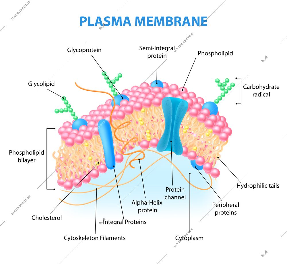 Unraveling the Plasma Membrane: A Visual Guide Unraveling the Plasma Membrane: A Visual Guide