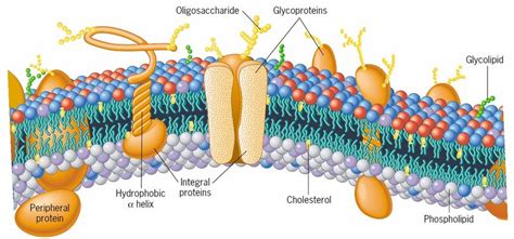 Plasma Membrane Structure And Function Biology Ease Plasma Membrane Structure And Function Biology Ease
