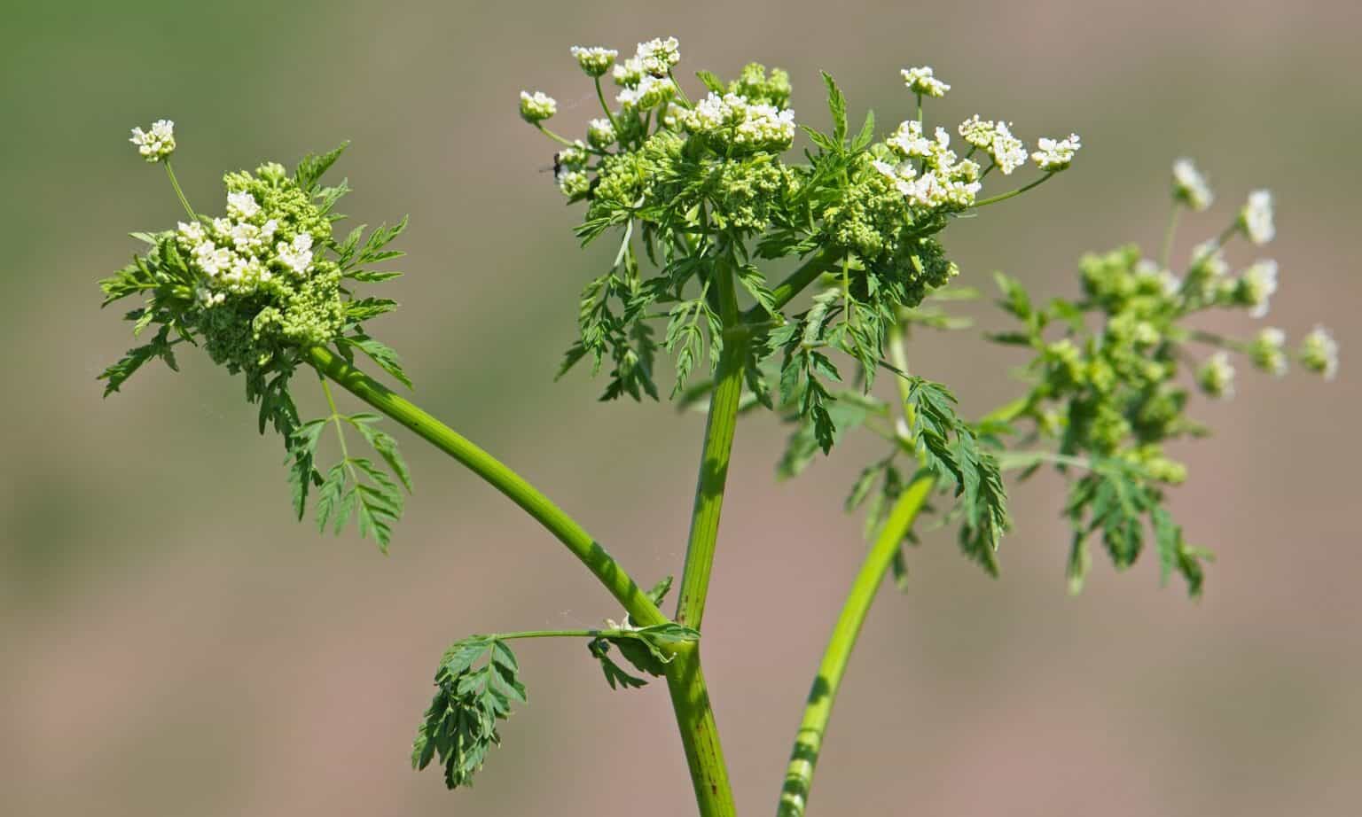 How to Differentiate: Poison Hemlock vs Wild Carrot