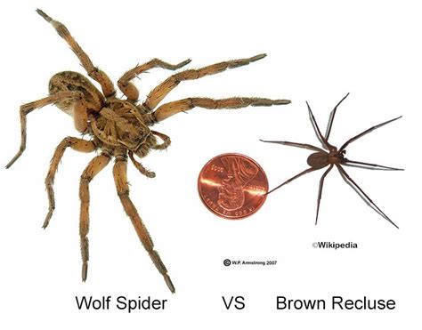 Poisonous Brown Recluse Vs Wolf Spider How To Tell The Difference Spears Pest Control Poisonous Brown Recluse Vs Wolf Spider How To Tell The Difference Spears Pest Control
