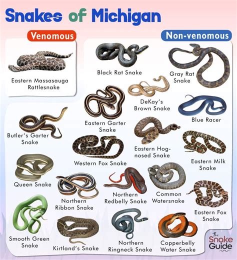 Michigan's Dangerous Slitherers: A Guide