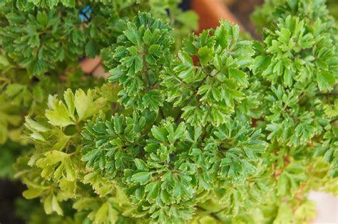 The Ming Plant: A Tropical Gem