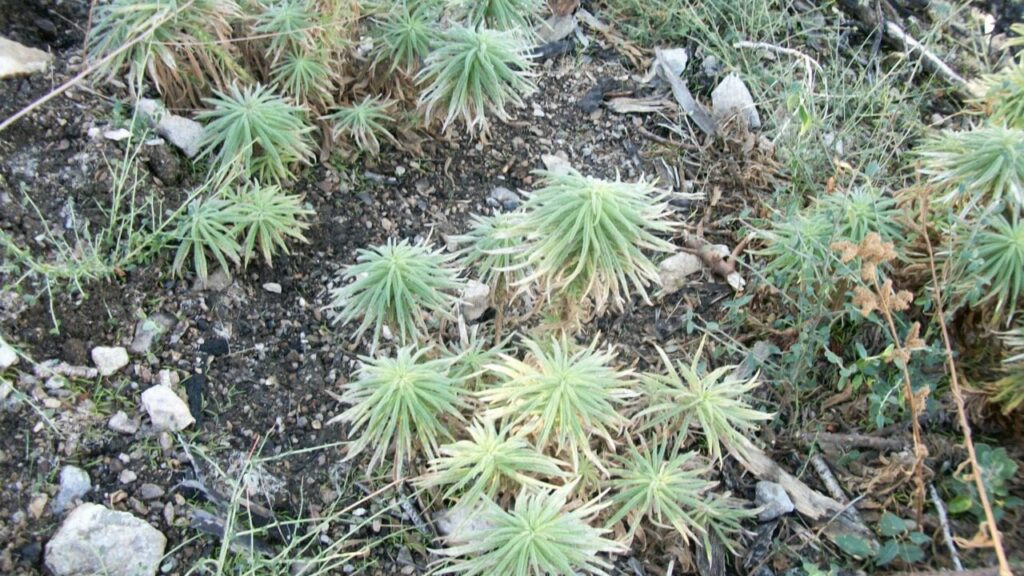 Top 5 Poodle Dog Plant Care Tips