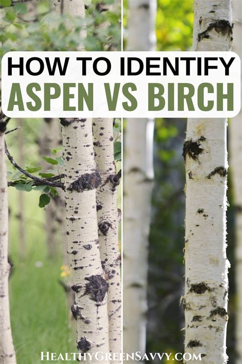 Poplar Aspen vs Birch: Tree Types Explained