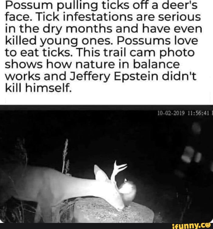 Possum Pulling Ticks Off A Deer S Face Tick Infestations Are Serious